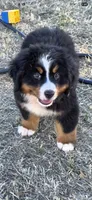 Grogu, a male Bernese Mountain Dog for sale in Anderson, CA – 5 of 9