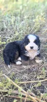 Yoda, a male Bernese Mountain Dog for sale in Anderson, CA – 5 of 6