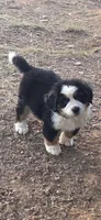 Female 1 (purple), a female Bernese Mountain Dog for sale in Anderson, CA – 2 of 10
