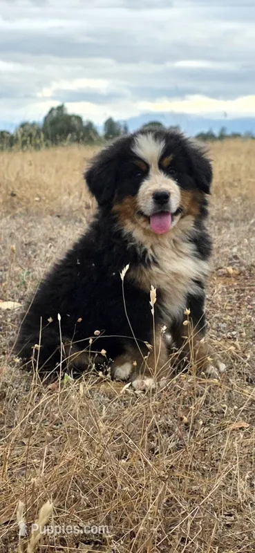Male 1 (yellow) – Bernese Mountain Dog puppy for sale in Anderson, CA