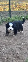 Yoda, a male Bernese Mountain Dog for sale in Anderson, CA – 3 of 6