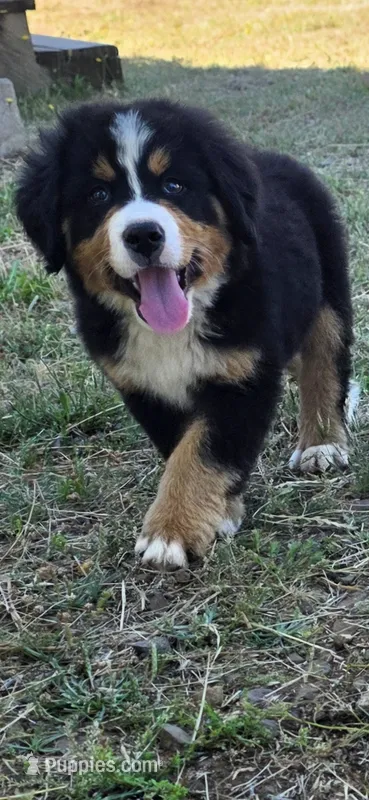 Male 2 (light blue) – Bernese Mountain Dog puppy for sale in Anderson, CA