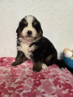 Male 1 , a male Bernese Mountain Dog for sale in Anderson, CA – Photo 5 of 6