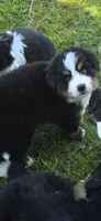 Male 1 (yellow), a male Bernese Mountain Dog for sale in Anderson, CA – 4 of 7