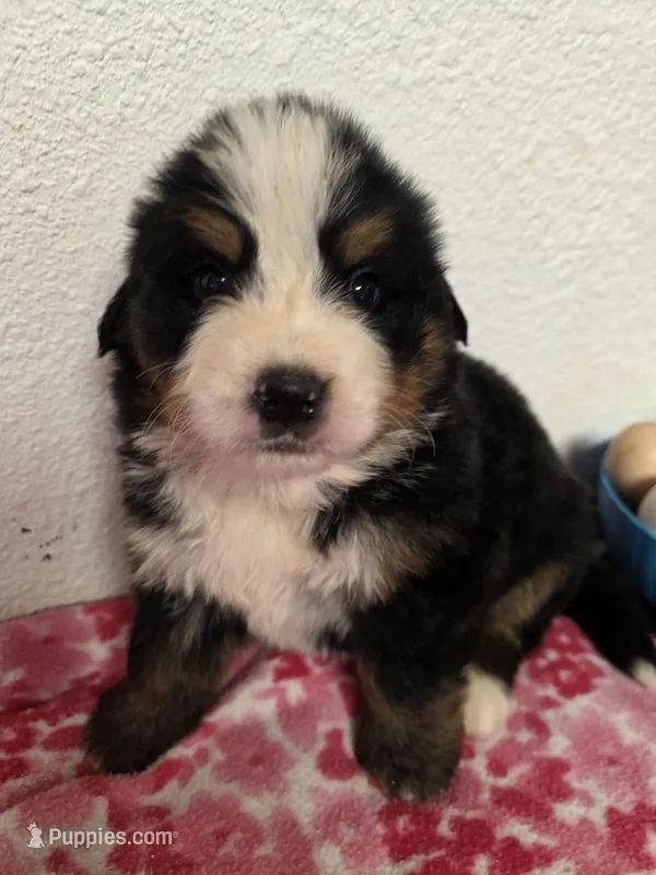Male 1  – Bernese Mountain Dog puppy for sale in Anderson, CA
