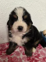 Male 1 , a male Bernese Mountain Dog for sale in Anderson, CA – Photo 1 of 6