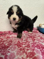 Male 1 , a male Bernese Mountain Dog for sale in Anderson, CA – Photo 3 of 6