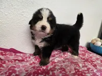 Male 1 , a male Bernese Mountain Dog for sale in Anderson, CA – Photo 4 of 6