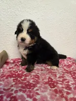 Male 1 , a male Bernese Mountain Dog for sale in Anderson, CA – Photo 6 of 6