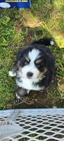 Male 1 (yellow), a male Bernese Mountain Dog for sale in Anderson, CA – 3 of 7