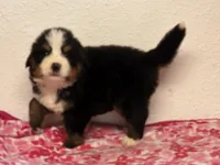 Male 1 , a male Bernese Mountain Dog for sale in Anderson, CA – Photo 2 of 6