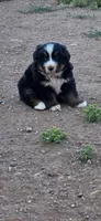 Grogu, a male Bernese Mountain Dog for sale in Anderson, CA – 3 of 5