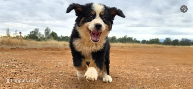 Female 2 (pink) – Bernese Mountain Dog puppy for sale in Anderson, CA