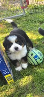 Female 1 (purple), a female Bernese Mountain Dog for sale in Anderson, CA – 4 of 10