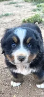 Grogu, a male Bernese Mountain Dog for sale in Anderson, CA – 4 of 5