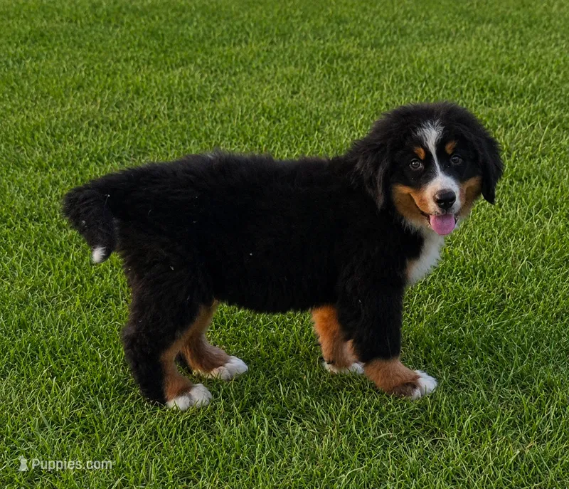 Grogu – Bernese Mountain Dog puppy for sale in Anderson, CA