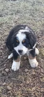 Female 2 (pink), a female Bernese Mountain Dog for sale in Anderson, CA – 2 of 10