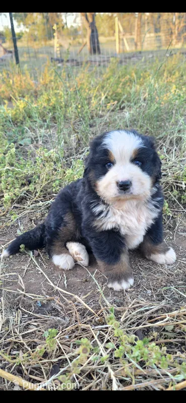 Yoda – Bernese Mountain Dog puppy for sale in Anderson, CA