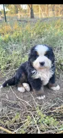 Yoda, a male Bernese Mountain Dog for sale in Anderson, CA – 1 of 6