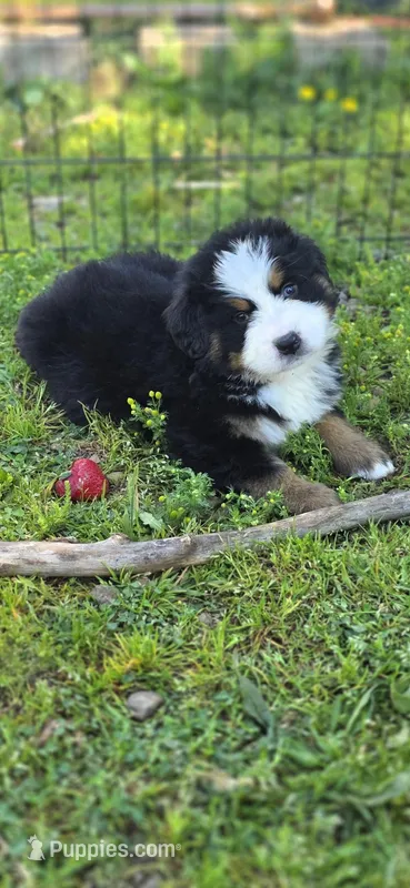 Male 6 – Bernese Mountain Dog puppy for sale in Anderson, CA