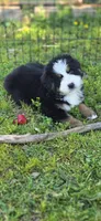 Male 6 (light brown), a male Bernese Mountain Dog for sale in Anderson, CA – 2 of 7