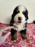 Male 6, a male Bernese Mountain Dog for sale in Anderson, CA – Photo 2 of 5
