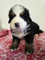 Male 6, a male Bernese Mountain Dog for sale in Anderson, CA – Photo 3 of 5