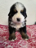 Male 6, a male Bernese Mountain Dog for sale in Anderson, CA – Photo 5 of 5