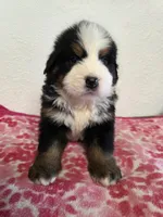 Male 6, a male Bernese Mountain Dog for sale in Anderson, CA – Photo 4 of 5