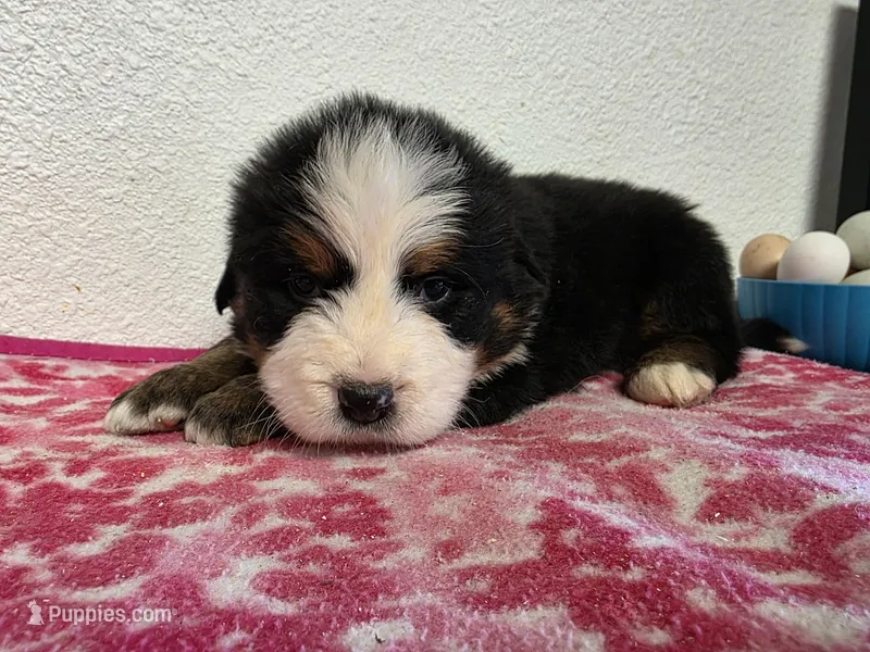 Male 6 – Bernese Mountain Dog puppy for sale in Anderson, CA