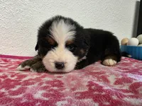 Male 6, a male Bernese Mountain Dog for sale in Anderson, CA – Photo 1 of 5
