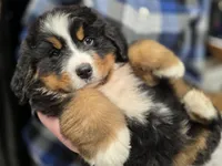 Grogu, a male Bernese Mountain Dog for sale in Anderson, CA – 8 of 9
