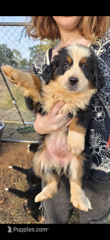 Female 2 (pink) – Bernese Mountain Dog puppy for sale in Anderson, CA