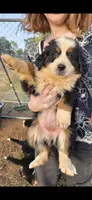 Female 2 (pink), a female Bernese Mountain Dog for sale in Anderson, CA – 1 of 10