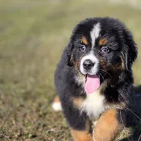 Cocoamo, a female Bernese Mountain Dog for sale in Anderson, CA – Photo 1 of 5