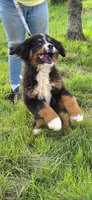 Cocoamo, a female Bernese Mountain Dog for sale in Anderson, CA – Photo 5 of 5