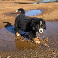 Cocoamo, a female Bernese Mountain Dog for sale in Anderson, CA – Photo 2 of 5
