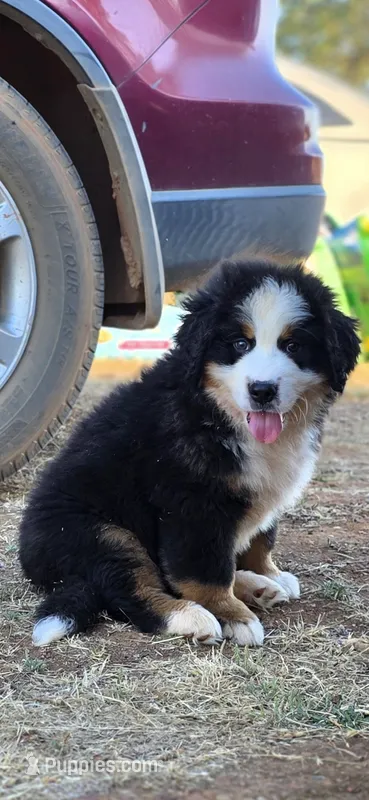Yoda – Bernese Mountain Dog puppy for sale in Anderson, CA
