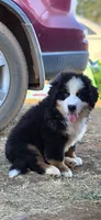 Yoda, a male Bernese Mountain Dog for sale in Anderson, CA – 1 of 9