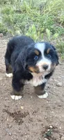 Grogu, a male Bernese Mountain Dog for sale in Anderson, CA – 2 of 5
