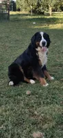 Jada, a female Bernese Mountain Dog for sale in Anderson, CA – 3 of 3