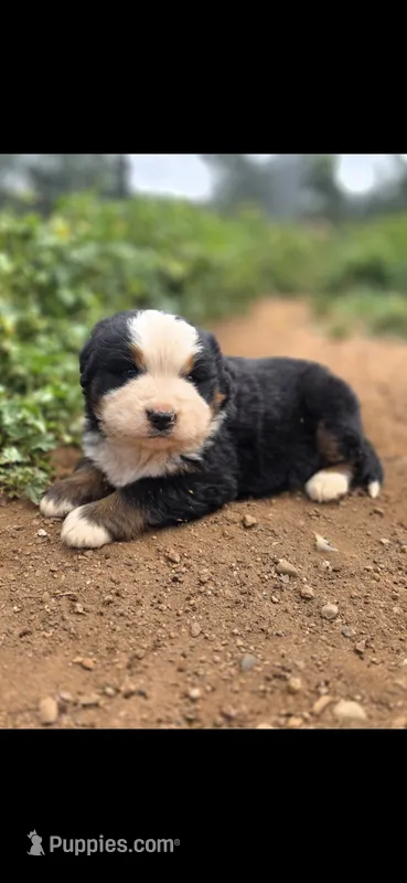 Tator – Bernese Mountain Dog puppy for sale in Anderson, CA
