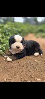 Tator, a male Bernese Mountain Dog for sale in Anderson, CA – 1 of 2