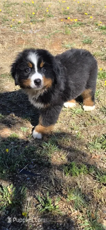 Grogu – Bernese Mountain Dog puppy for sale in Anderson, CA
