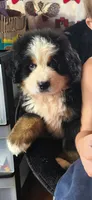 Yoda, a male Bernese Mountain Dog for sale in Anderson, CA – 8 of 9