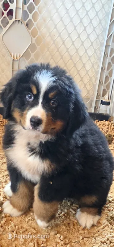 Grogu – Bernese Mountain Dog puppy for sale in Anderson, CA