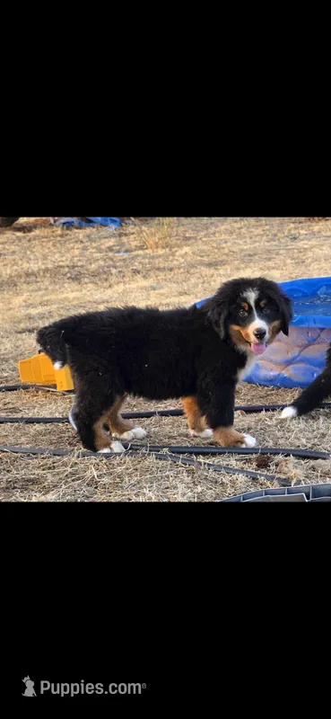 Grogu – Bernese Mountain Dog puppy for sale in Anderson, CA