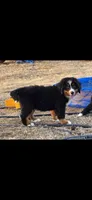Grogu, a male Bernese Mountain Dog for sale in Anderson, CA – 1 of 9