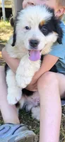 Badger, a male Bernese Mountain Dog for sale in Anderson, CA – 4 of 6