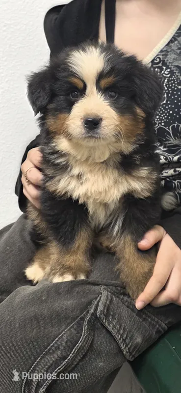 Male 1 (yellow) – Bernese Mountain Dog puppy for sale in Anderson, CA